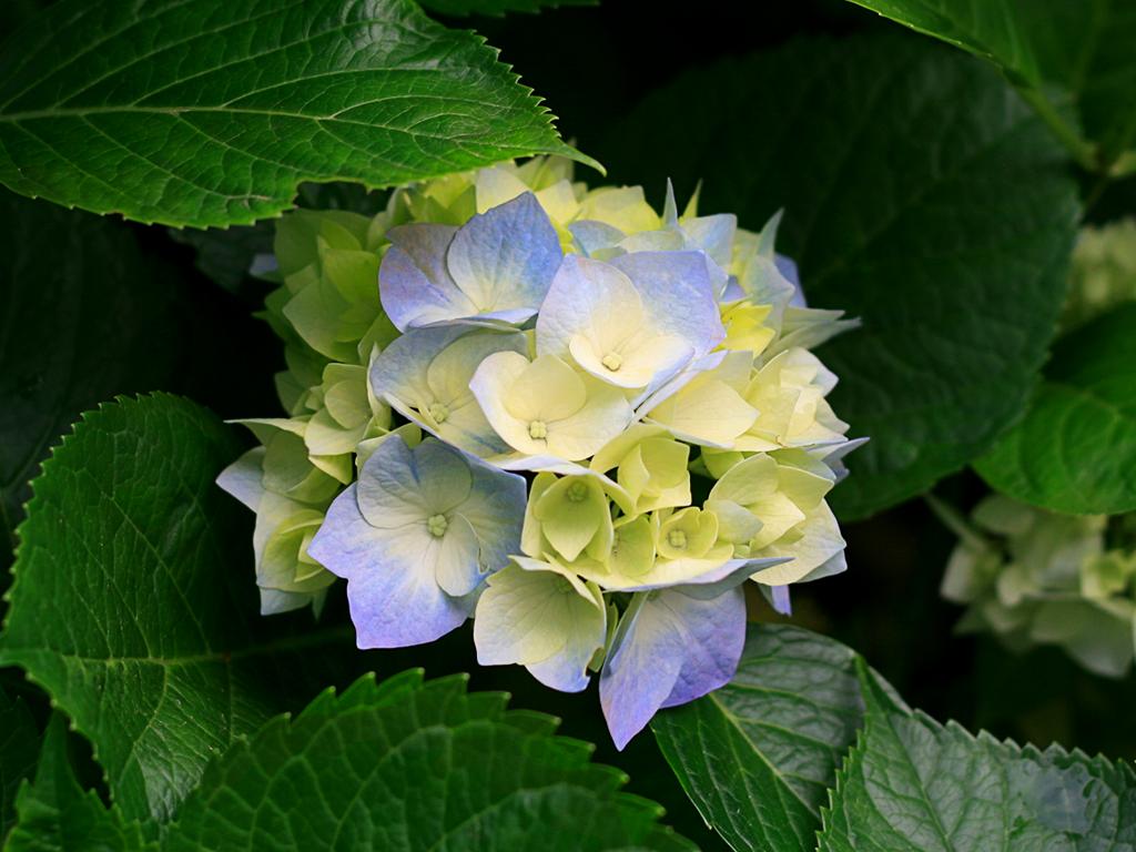 flora bonita2